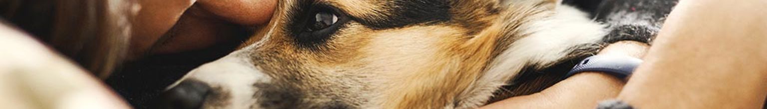 Husse kramas med sin hund