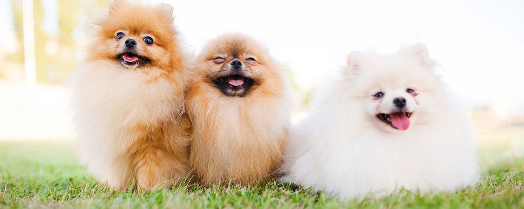 Tre små fluffiga och glada hundar på en gräsmatta