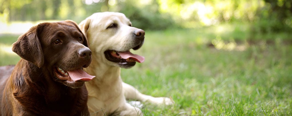 En brun och en vit labrador ligger och flåsar på en gräsmatta