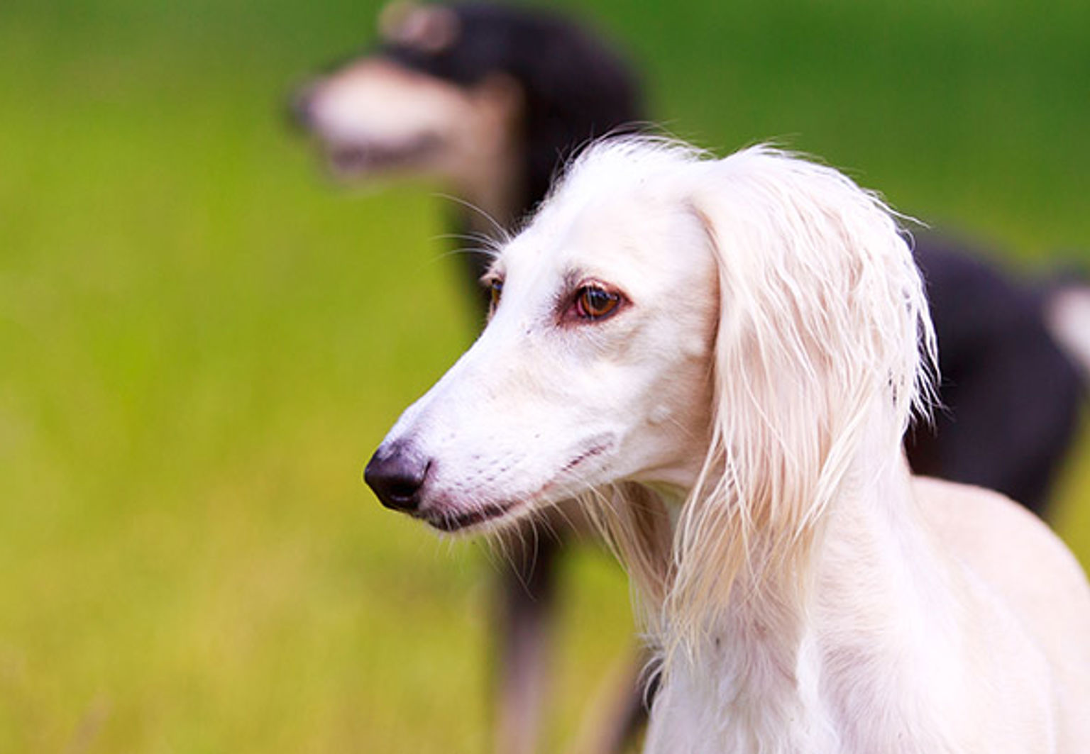 Två hundar av rasen saluki är utomhus