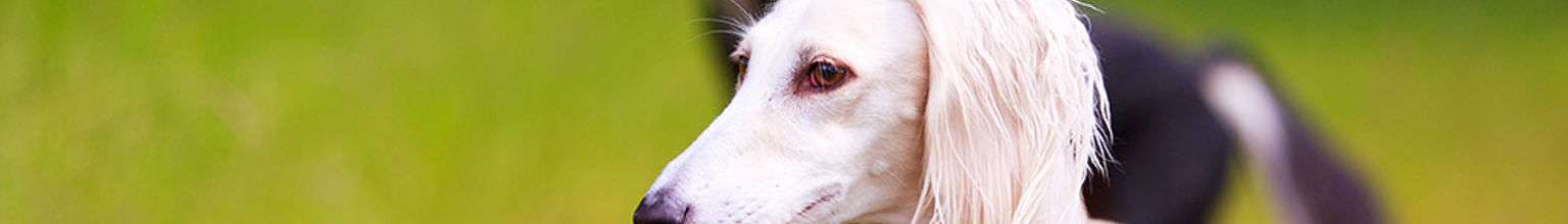 Två hundar av rasen saluki är utomhus