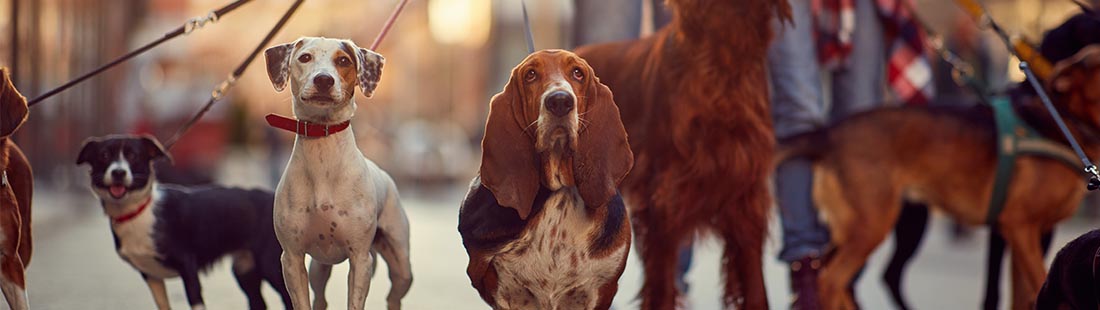 Flera olika hundraser i olika koppel gående på stan