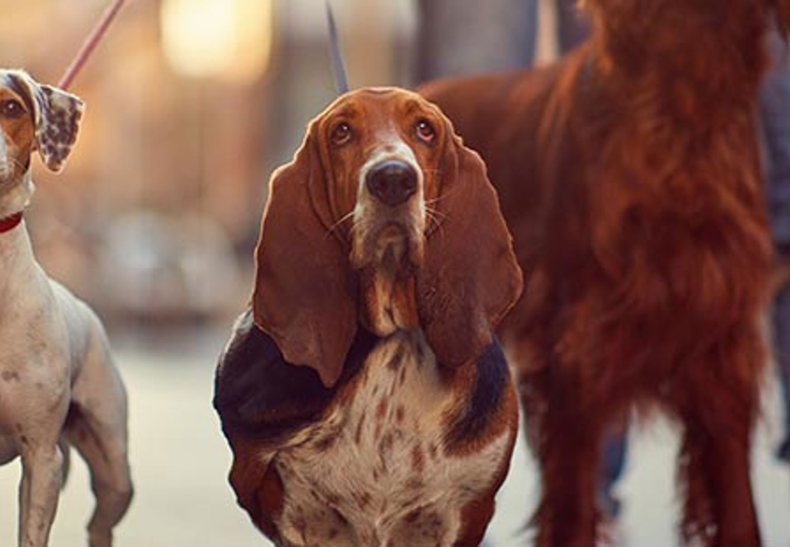 Flera olika hundraser i olika koppel gående på stan