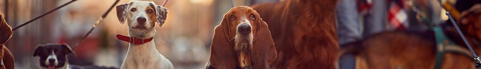 Flera olika hundraser i olika koppel gående på stan