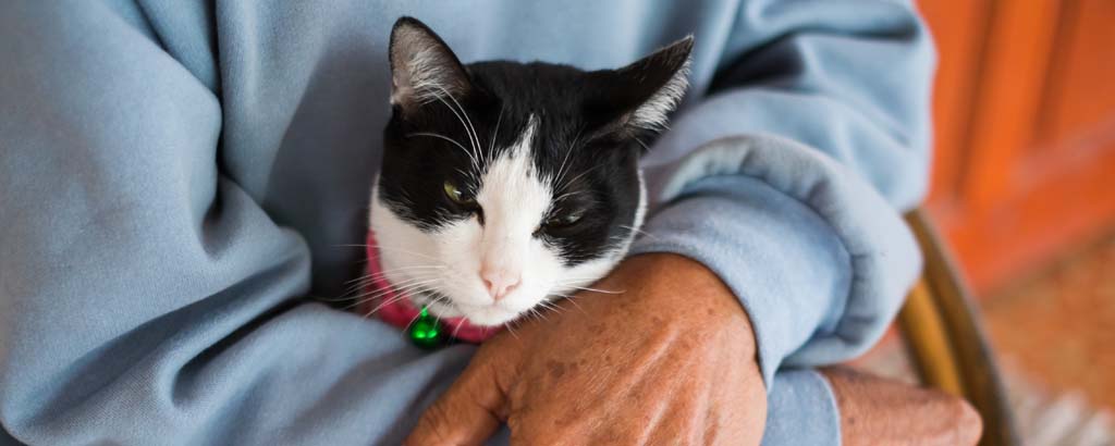 En katt i husses famn