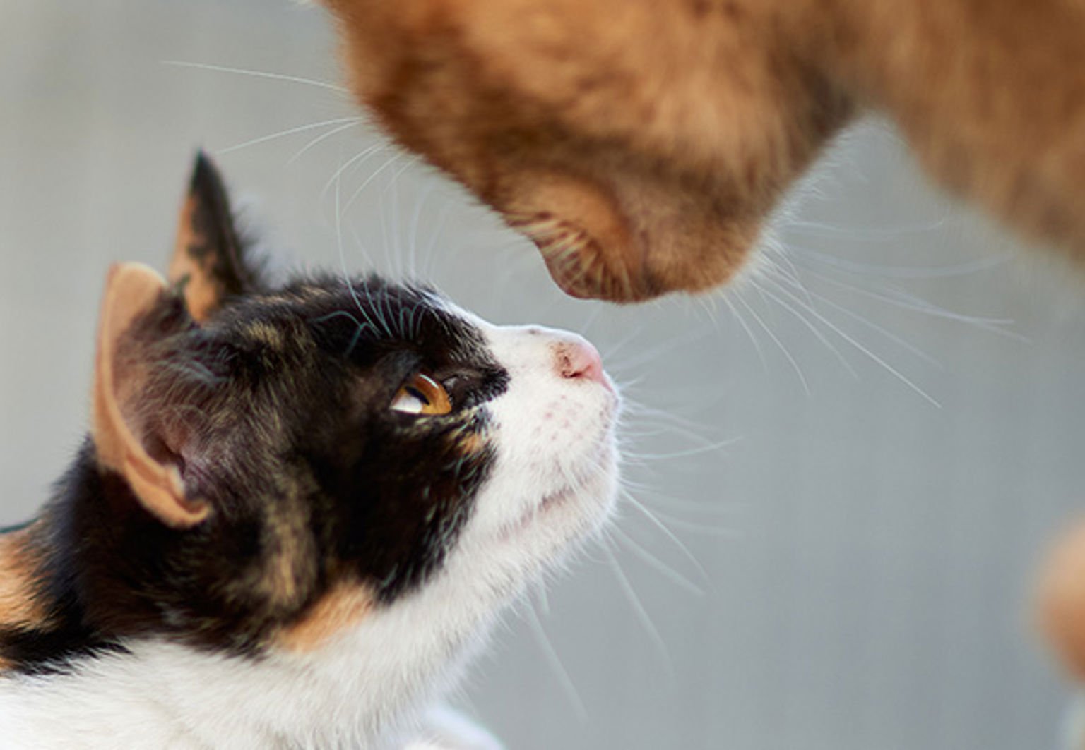Två katter nosar på varandra