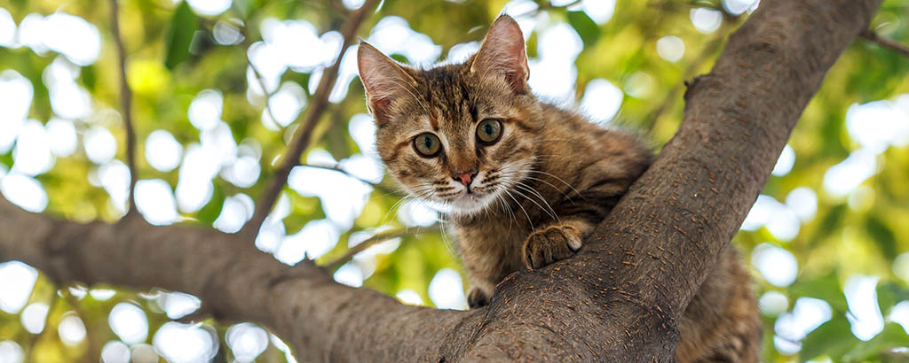 En katt sitter i ett träd