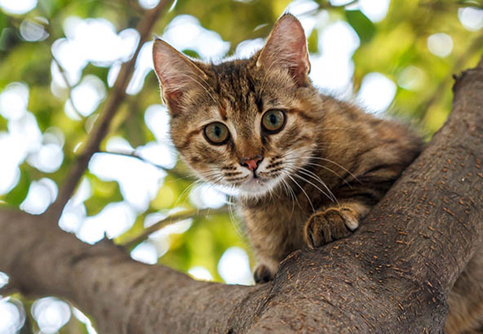 En katt sitter i ett träd