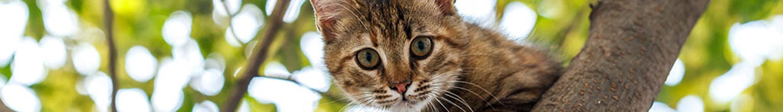 En katt sitter i ett träd