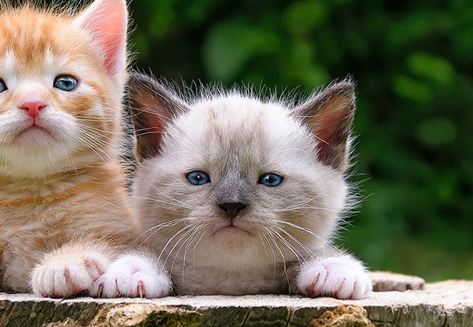 Två kattungar i en stubbe i trädgård