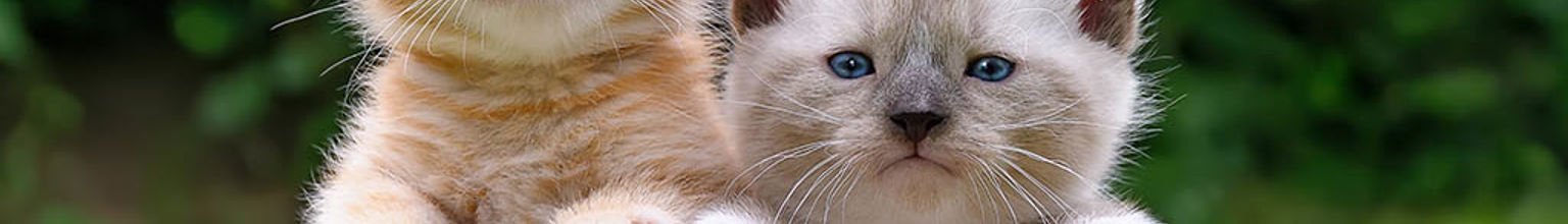 Två kattungar i en stubbe i trädgård