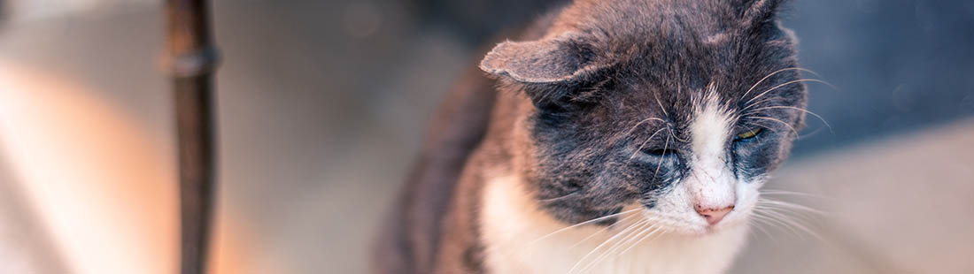 En katt med nedsatt syn från katthem