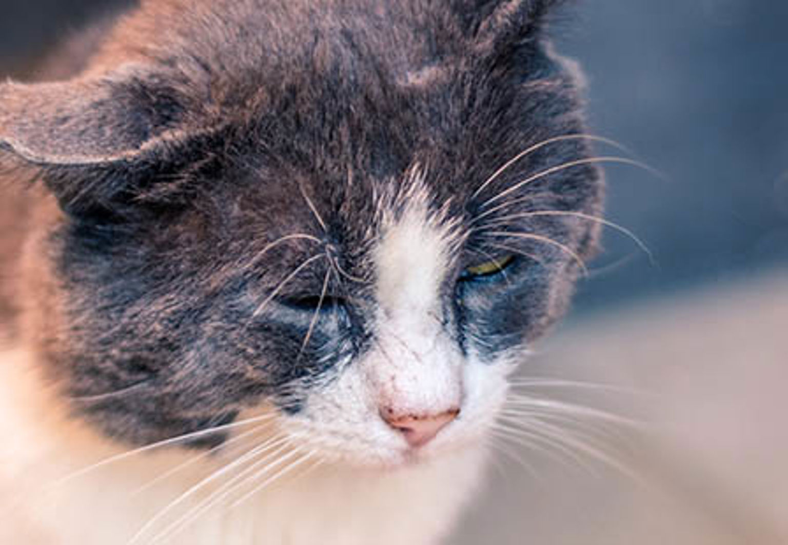 En katt med nedsatt syn från katthem