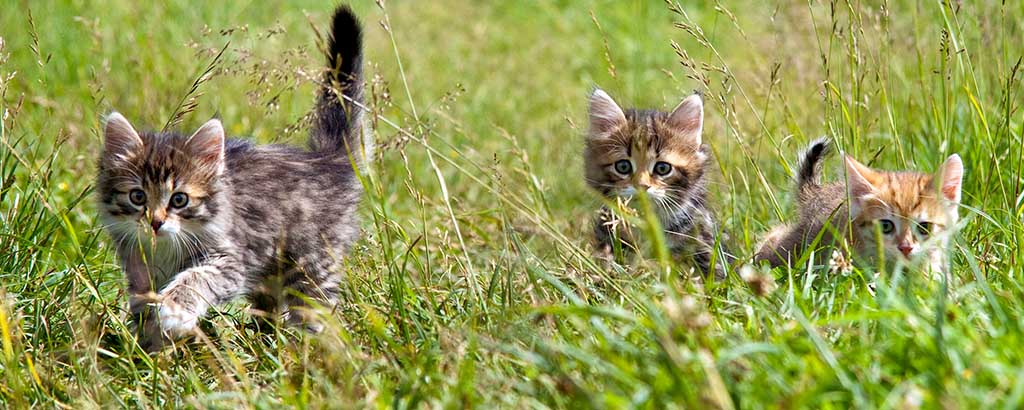 Tre kattungar leker i högt gräs.
