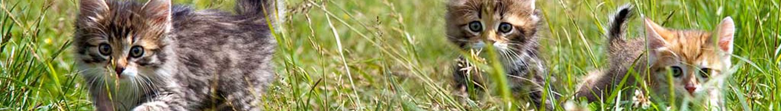 Tre kattungar leker i högt gräs.