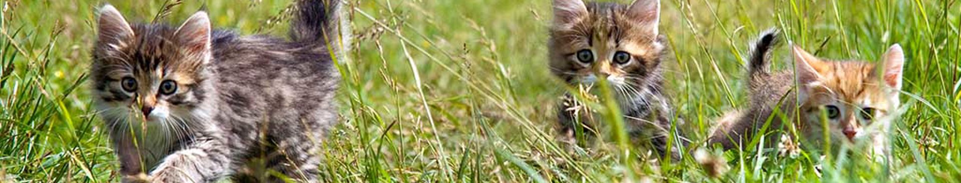 Tre kattungar leker i högt gräs.