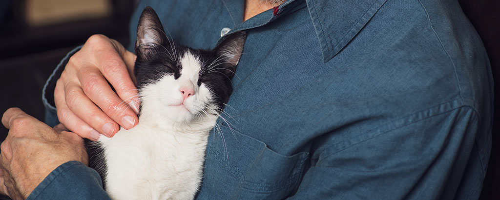 Svartvit katt blir klappad av husse