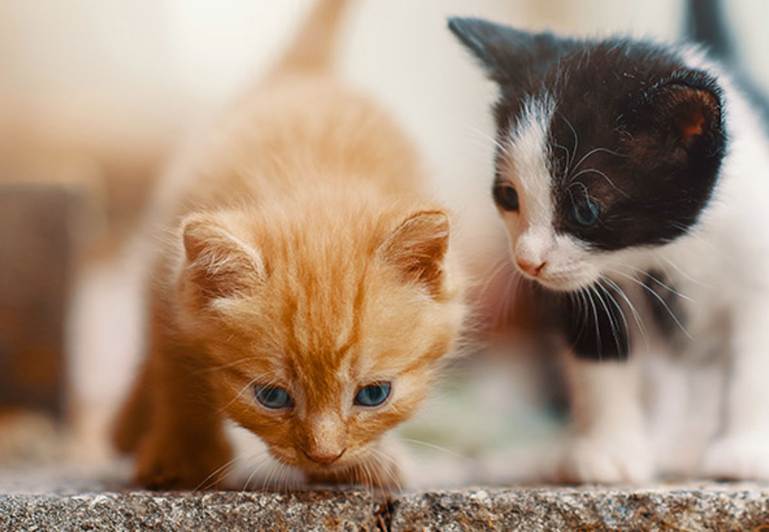 Två kattungar utforskar en matta