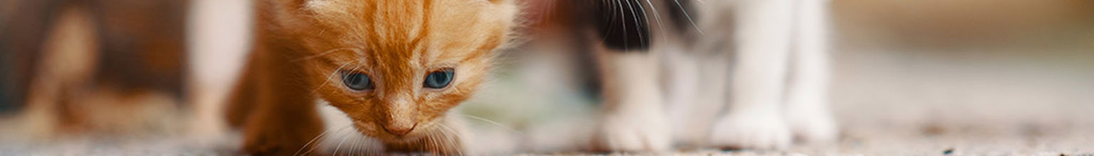 Två kattungar utforskar en matta