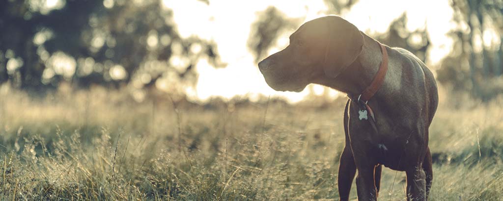 stående fågelhund ute i naturen