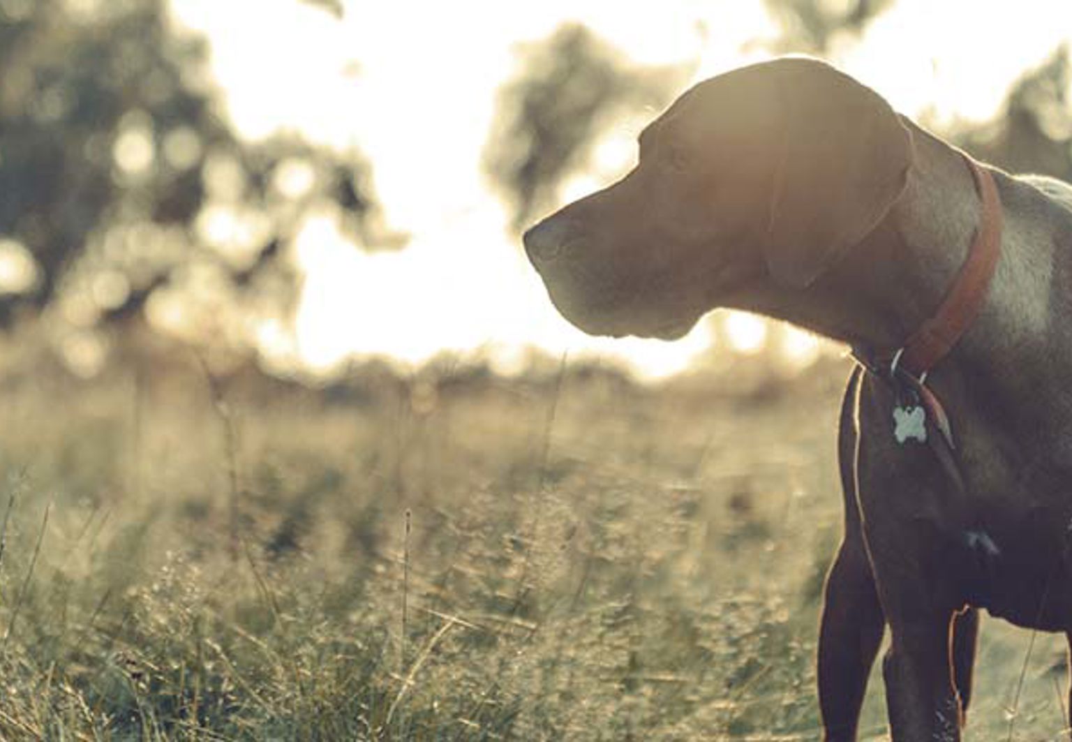 stående fågelhund ute i naturen
