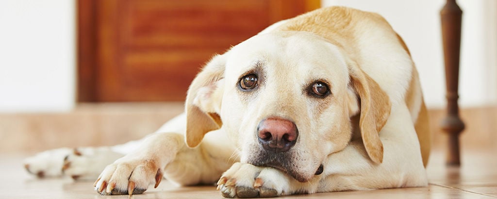 Hund med analsäcksinflammation ligger på golvet och ser ledsen ut