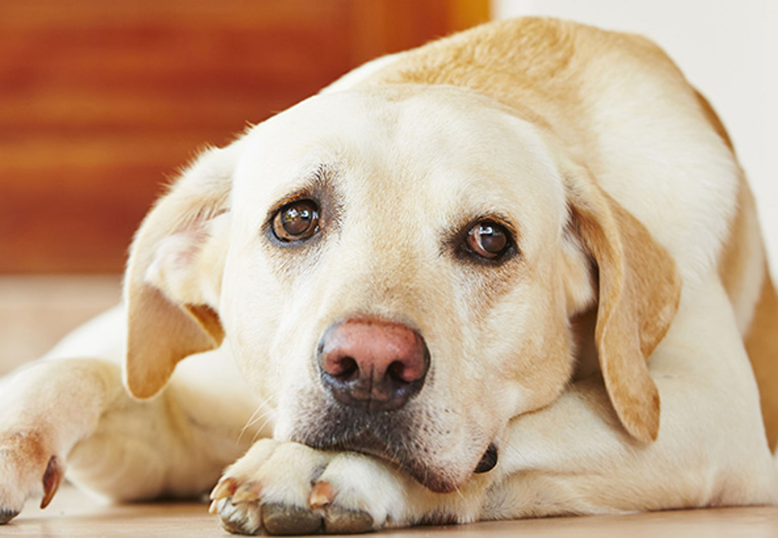 Hund med analsäcksinflammation ligger på golvet och ser ledsen ut