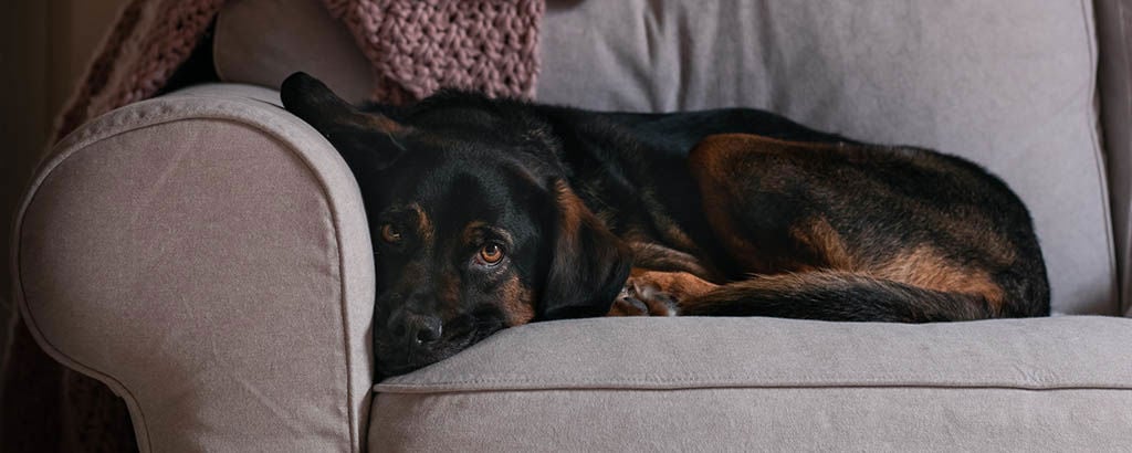 Hund med blåsljud på hjärtat ligger och vilar i hörnet av en mörkgrå soffa