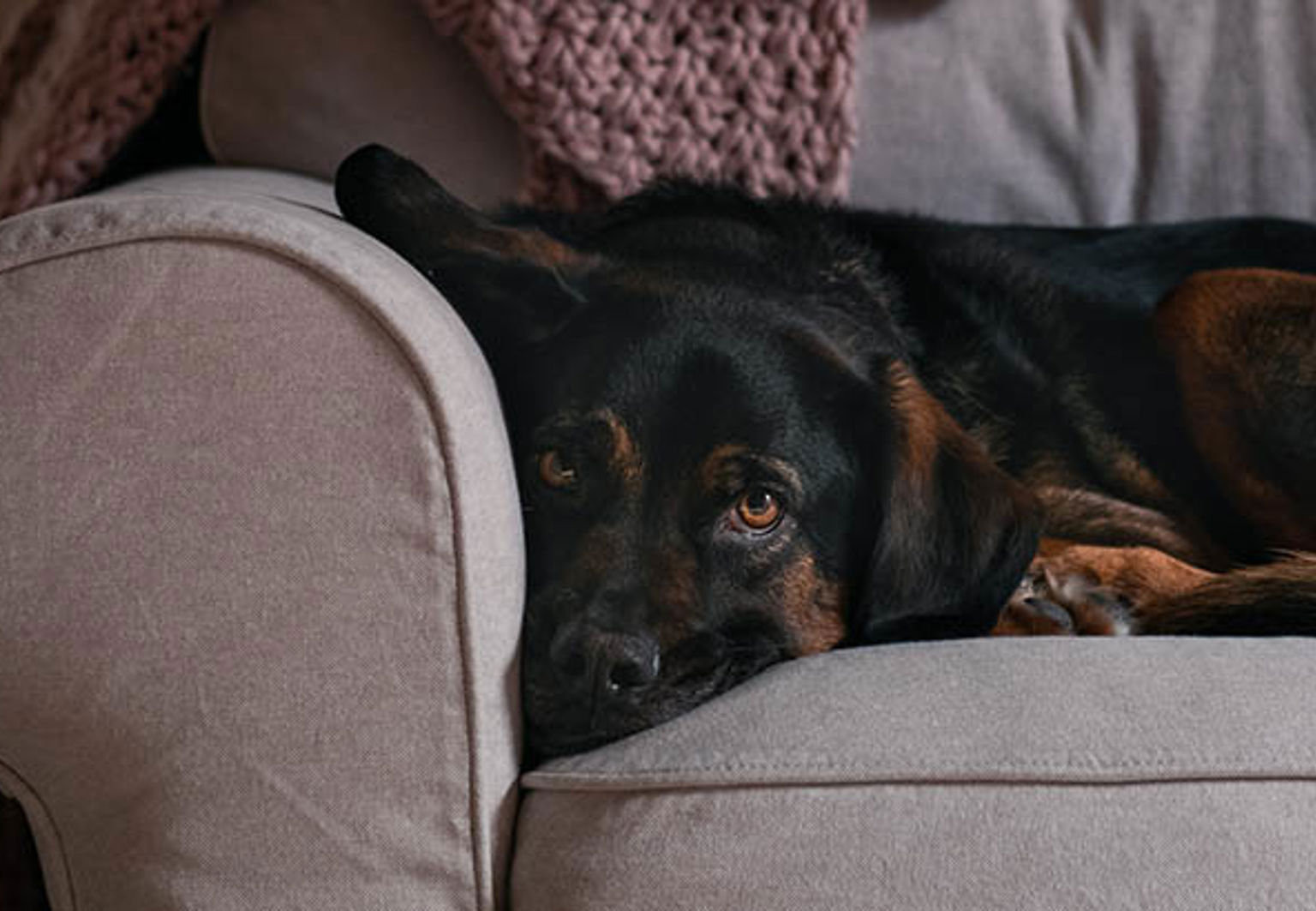 Hund med blåsljud på hjärtat ligger och vilar i hörnet av en mörkgrå soffa