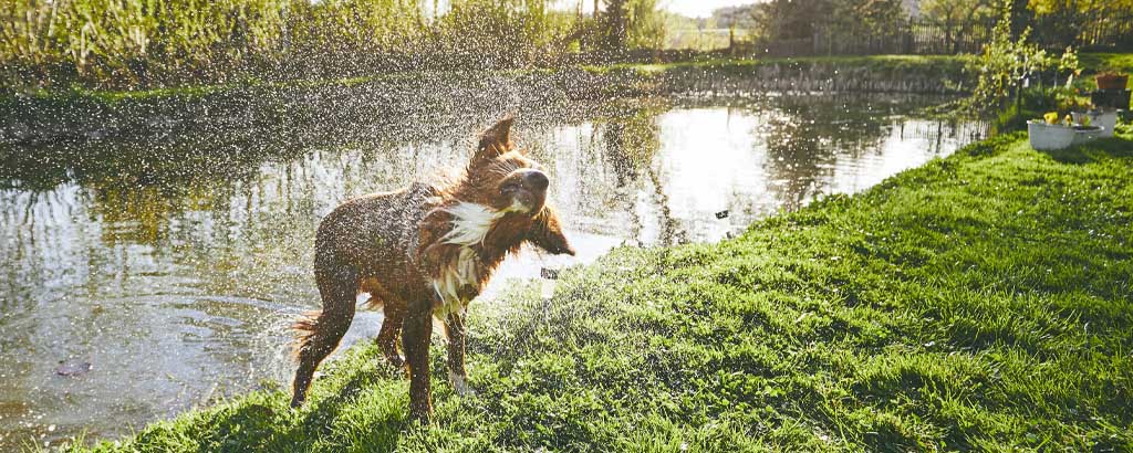 Hund med blodöra som skakar av sig vatten ute i gräset efter ett dopp i sjön