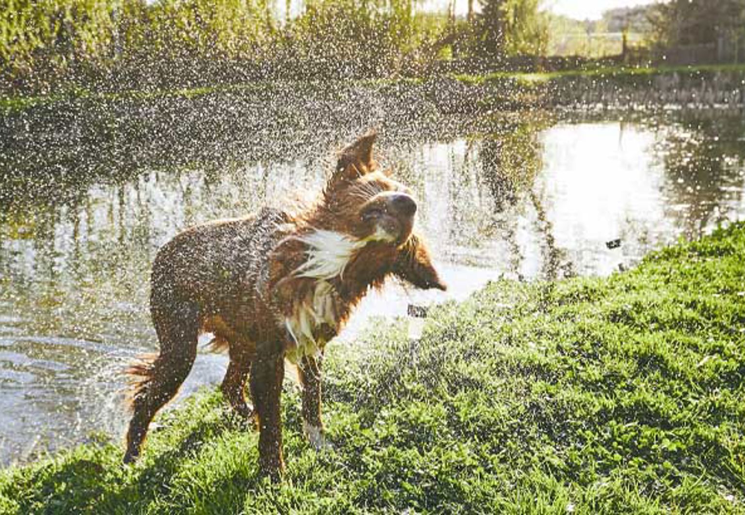 Hund med blodöra som skakar av sig vatten ute i gräset efter ett dopp i sjön