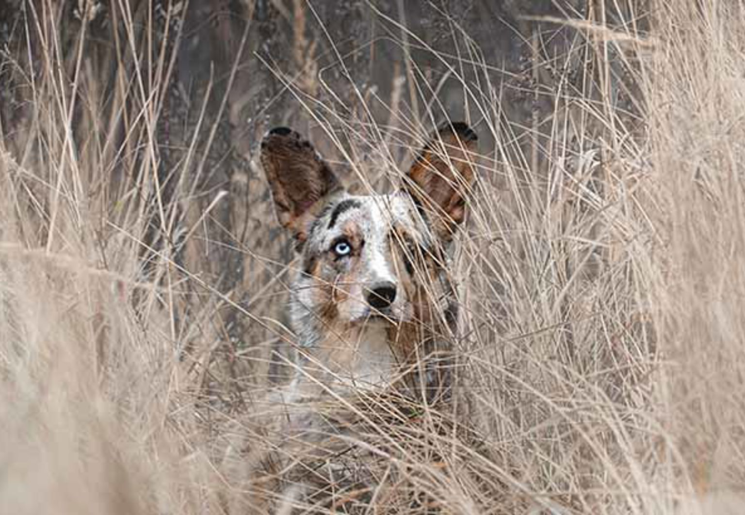 Hund med borrelia som gömmer sig i högt torrt gräs