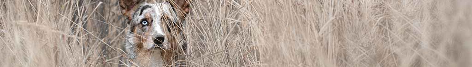 Hund med borrelia som gömmer sig i högt torrt gräs