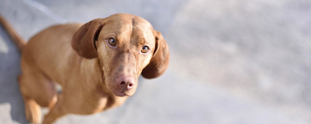 Ljusbrun hund med demodex sitter på asfalt och tittar upp och in i kameran