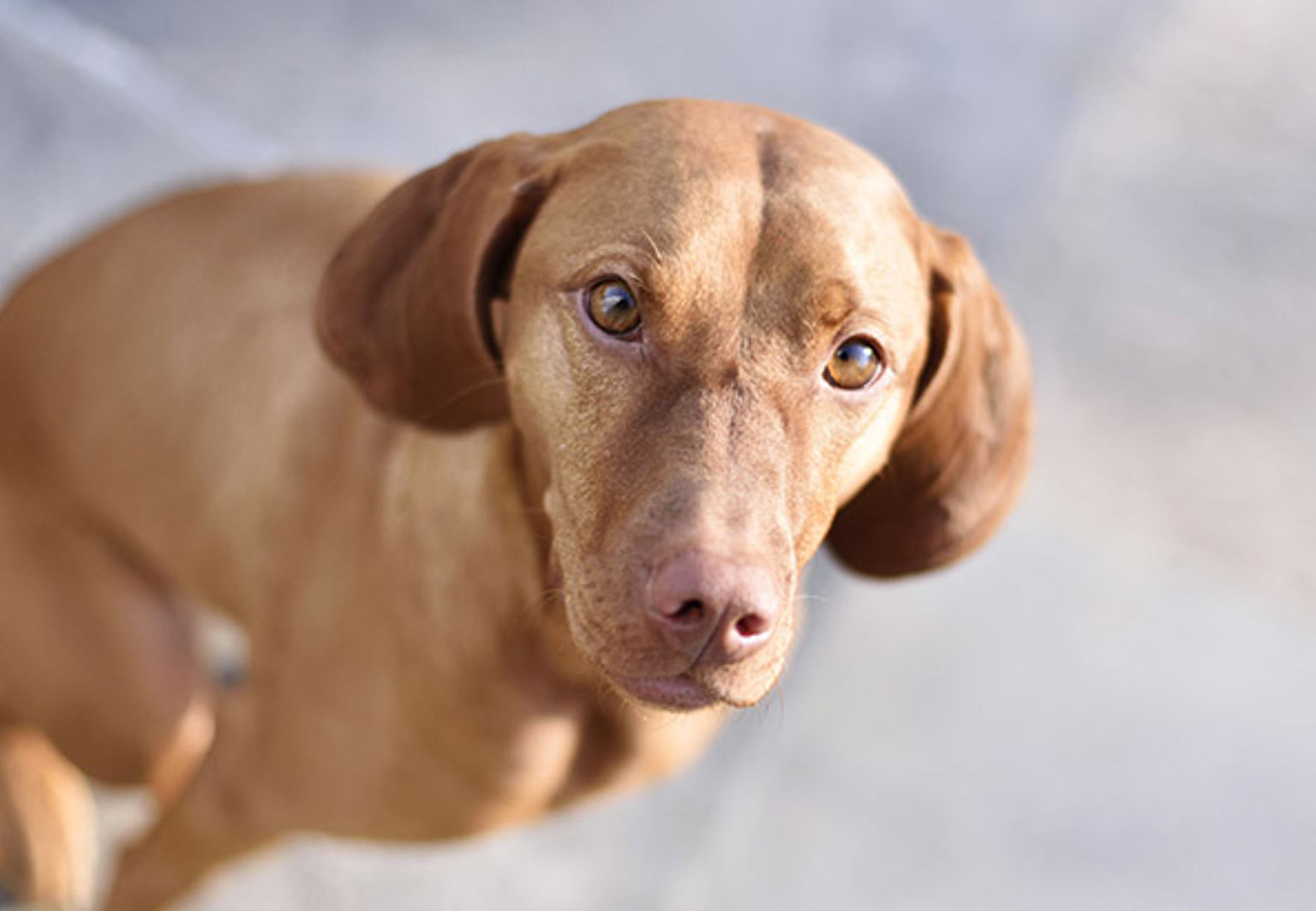 Ljusbrun hund med demodex sitter på asfalt och tittar upp och in i kameran