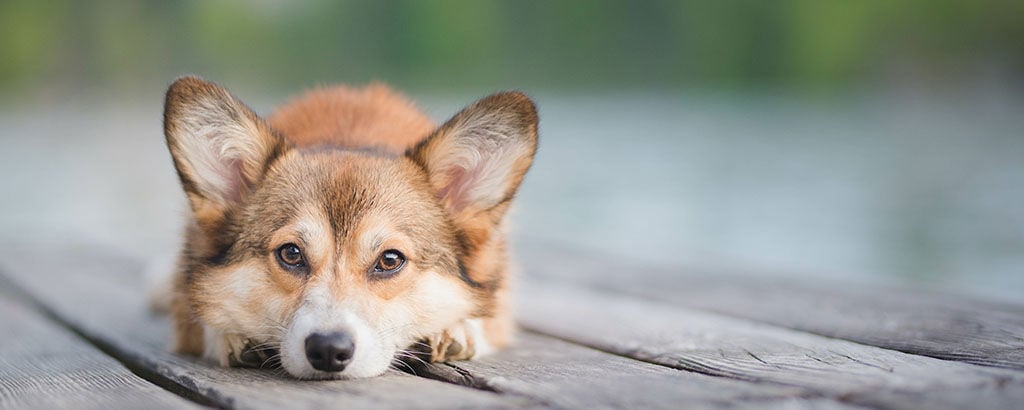 Hund med diskbråck ligger ner på en träbrygga med ansiktet mot kameran och öronen stående uppåt