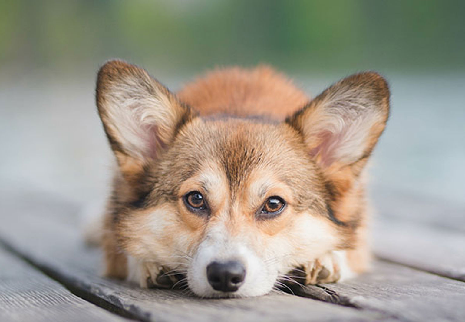 Hund med diskbråck ligger ner på en träbrygga med ansiktet mot kameran och öronen stående uppåt
