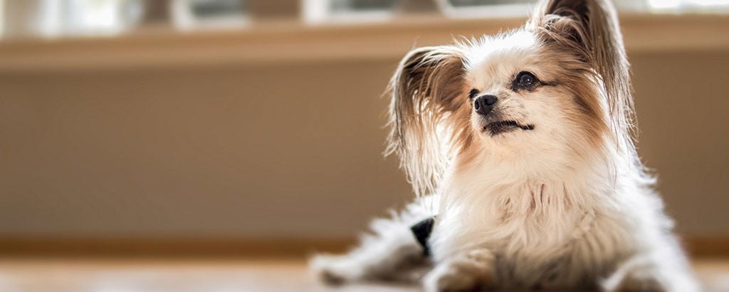 Liten vit långhårig hund med valvulär endokardos ligger ner på golvet