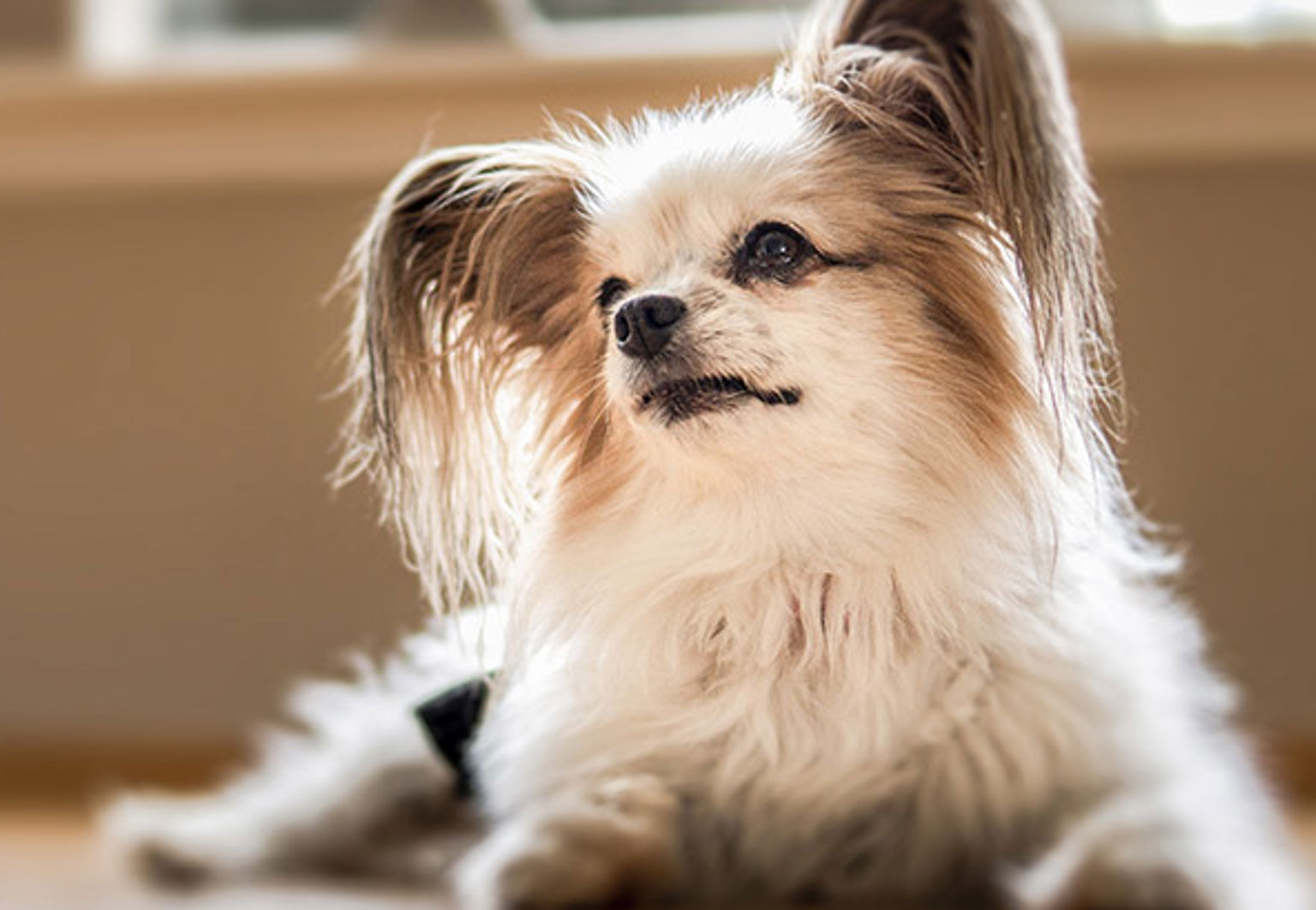 Liten vit långhårig hund med valvulär endokardos ligger ner på golvet