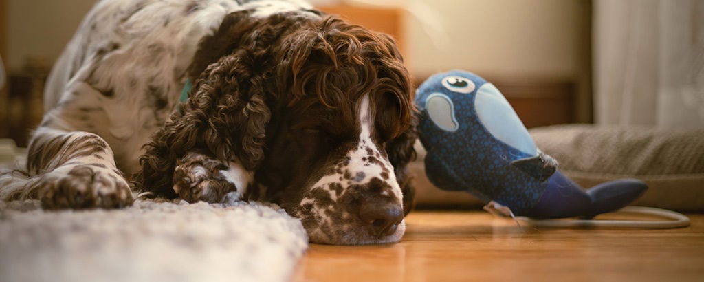 Hund med epilepsi som ligger på mattan med ett mjukisdjur bredvid sig