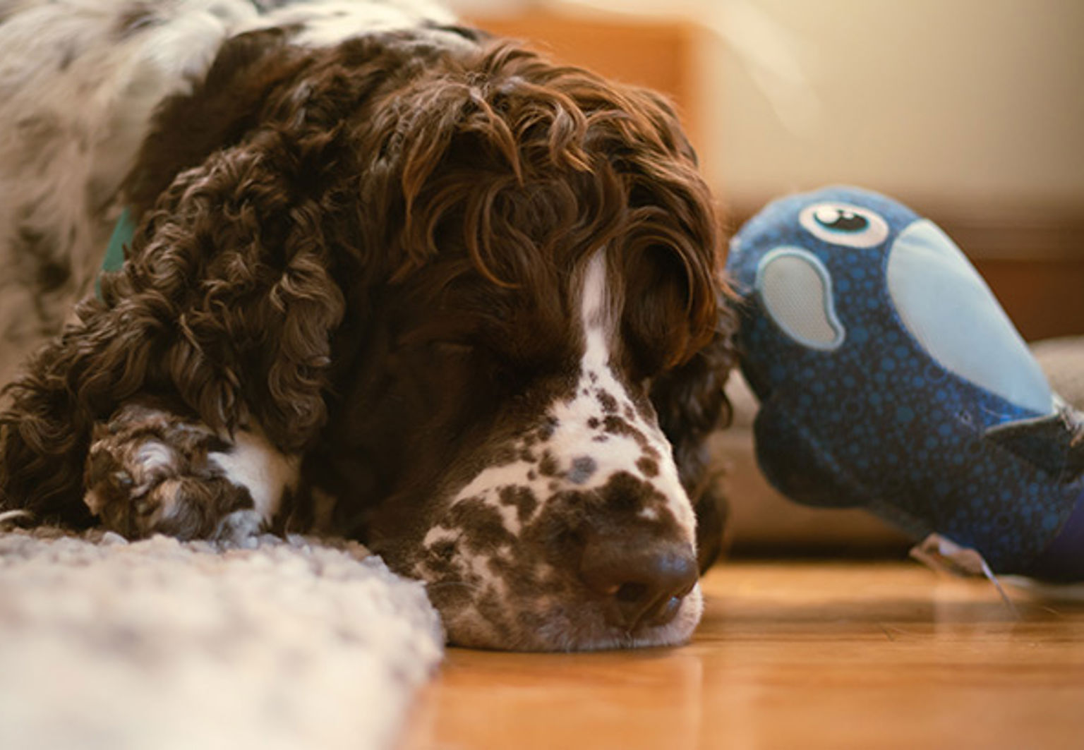 Hund med epilepsi som ligger på mattan med ett mjukisdjur bredvid sig