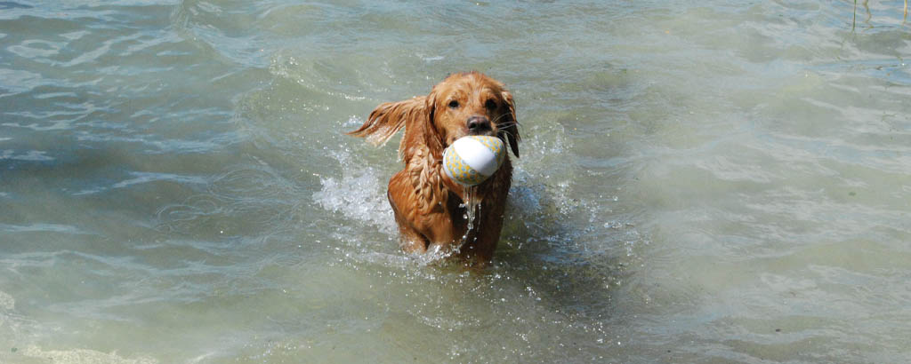 Hund badar utomhus och har en boll i munnen