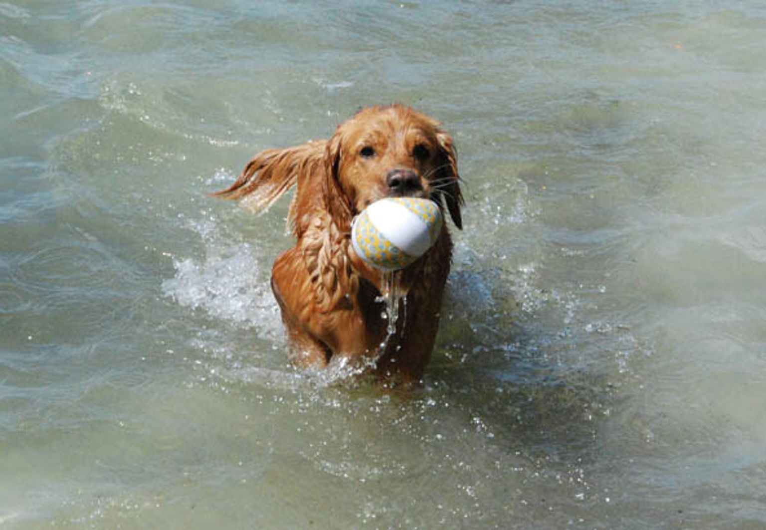 Hund badar utomhus och har en boll i munnen