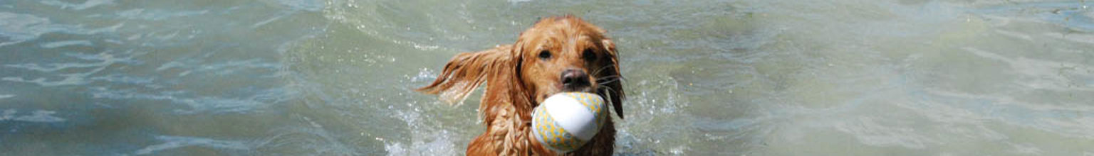 Hund badar utomhus och har en boll i munnen