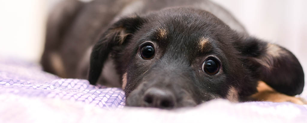 Närbild på valp som ligger på en filt