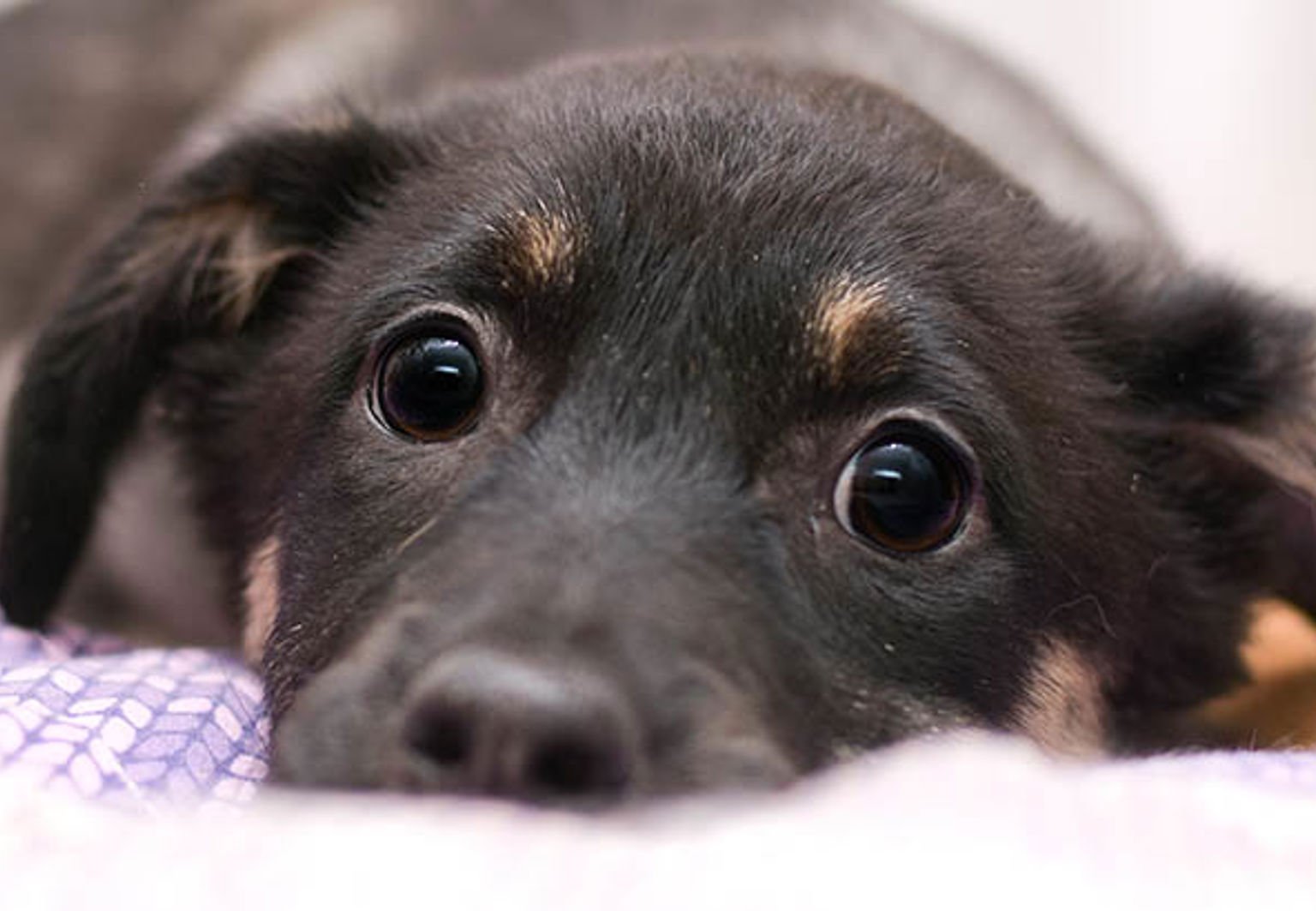 Närbild på valp som ligger på en filt