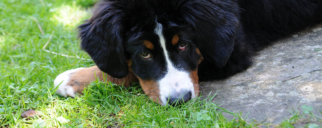 Hund ligger på en gräsmatta och tittar mot kameran