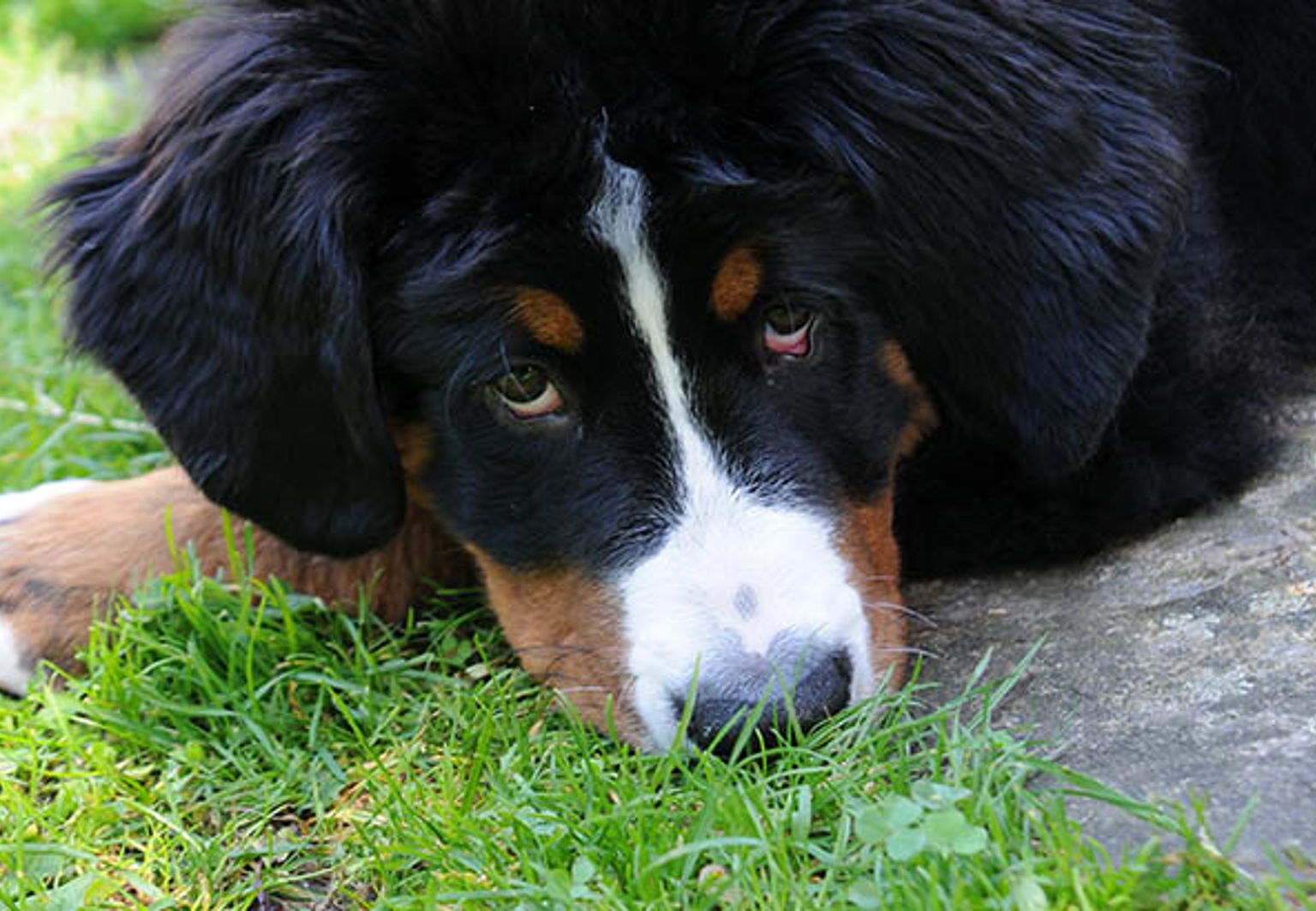 Hund ligger på en gräsmatta och tittar mot kameran