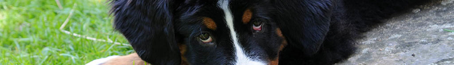 Hund ligger på en gräsmatta och tittar mot kameran