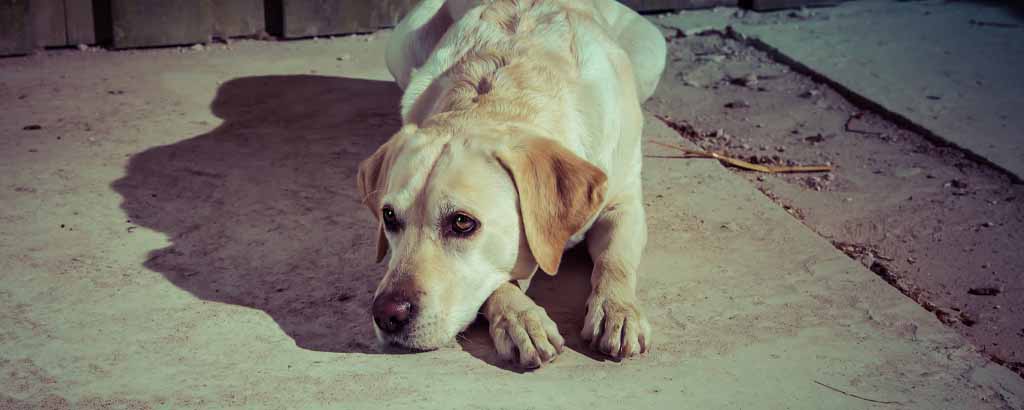 Hund ligger på ett golv som renoveras